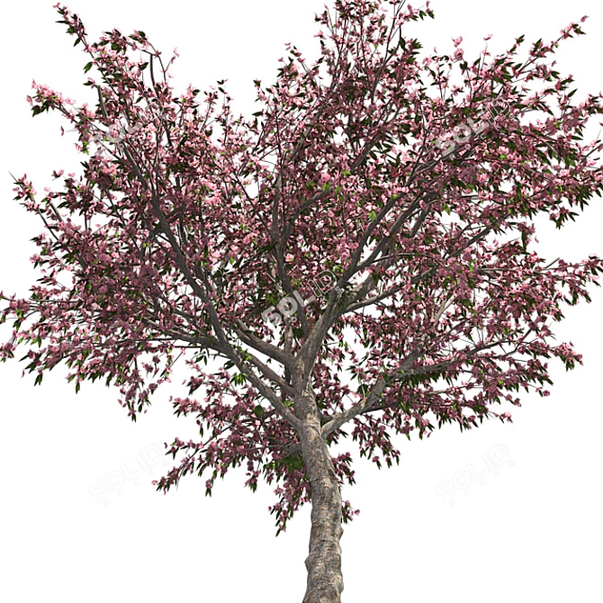 Pristine Blossom: Ultimate Spring Tree 3D model image 3