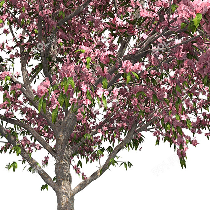 Pristine Blossom: Ultimate Spring Tree 3D model image 4