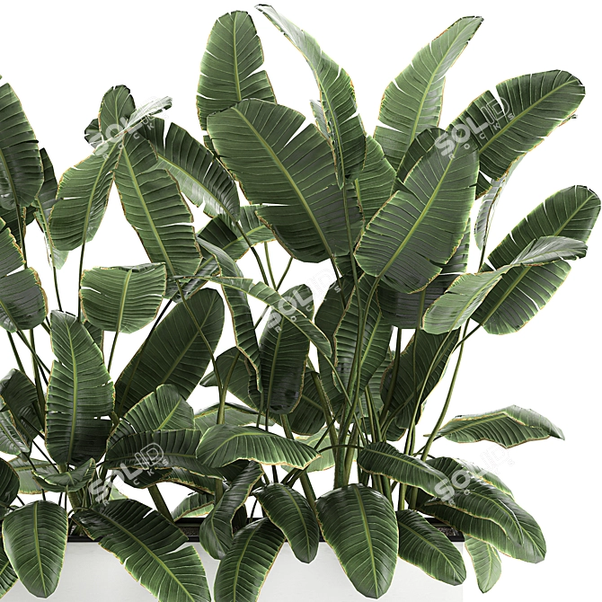 Exotic Indoor Plants in White Vase 3D model image 2