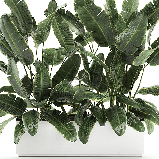 Exotic Indoor Plants in White Vase 3D model image 3
