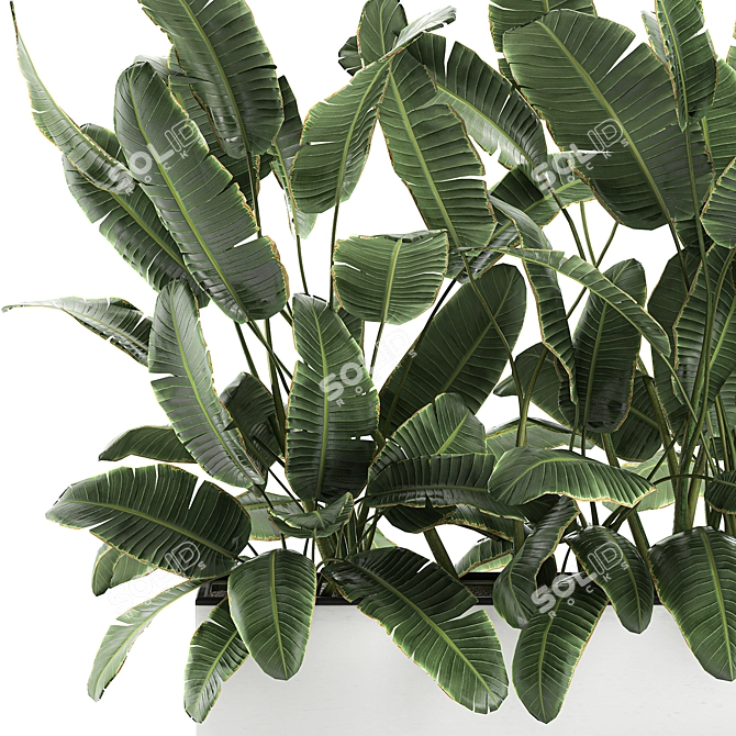 Exotic Indoor Plants in White Vase 3D model image 4
