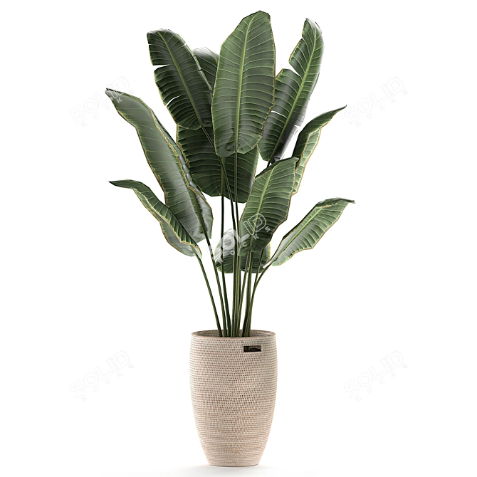 Exotic Plant Basket Collection 3D model image 2