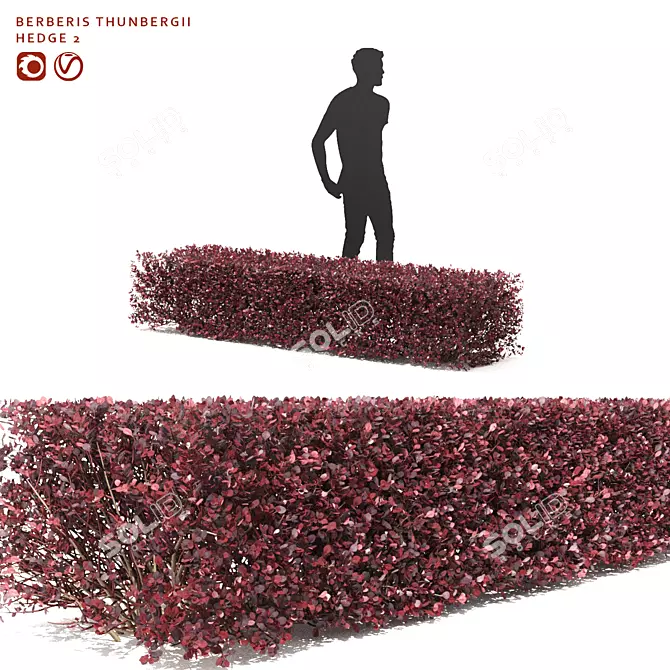 Thunberg Barberry Hedge: Bendable & Versatile 3D model image 1