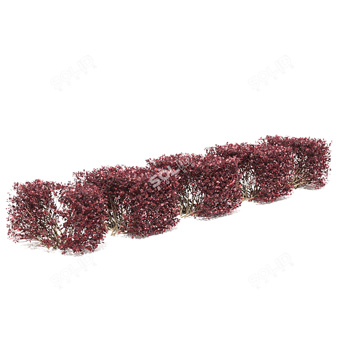 Thunberg Barberry Hedge: Bendable & Versatile 3D model image 4