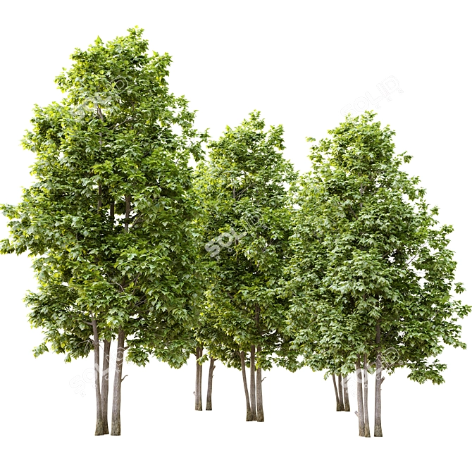  Majestic 12m Tall Maple Tree 3D model image 2