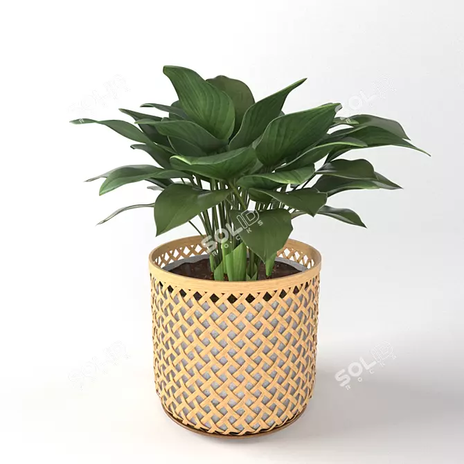 Elegance in a Vase: Hosta Plant 3D model image 1