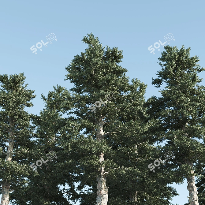 4 Pines-Vray: A Russian Delight 3D model image 2