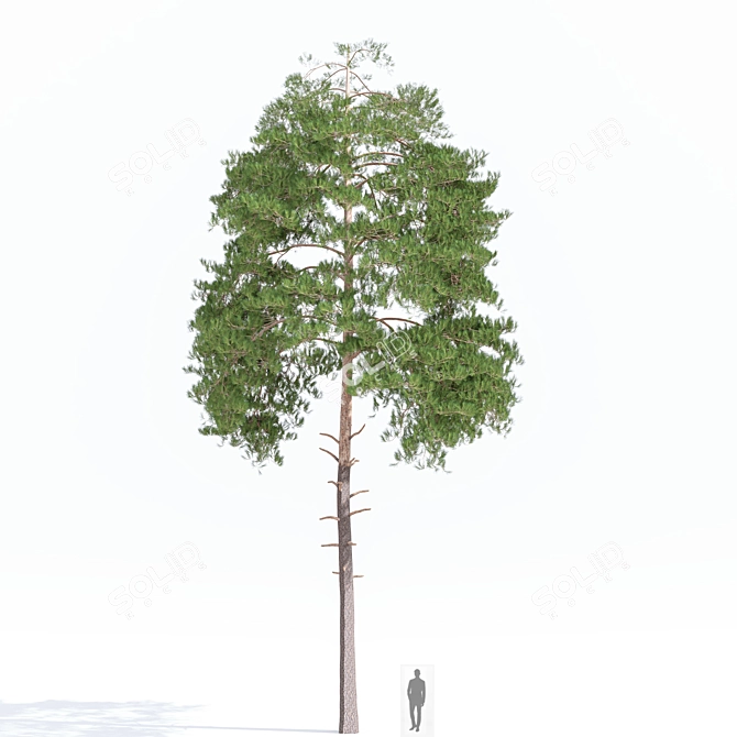 Japanese Red Pine Tree - 2013 Model 3D model image 1