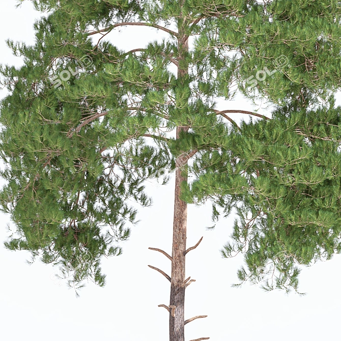Japanese Red Pine Tree - 2013 Model 3D model image 2