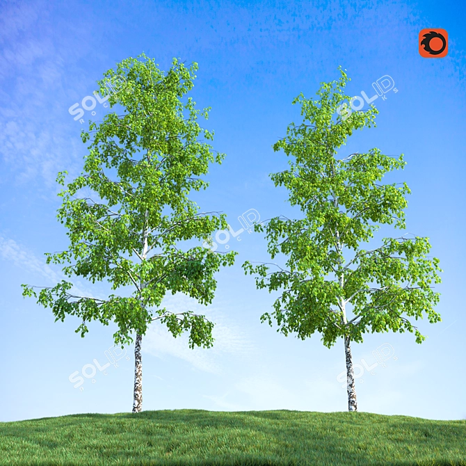 Realistic Birch Trees: Detailed 3D Models 3D model image 1
