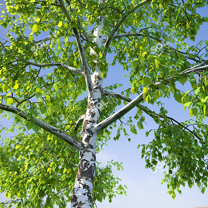 Realistic Birch Trees: Detailed 3D Models 3D model image 2