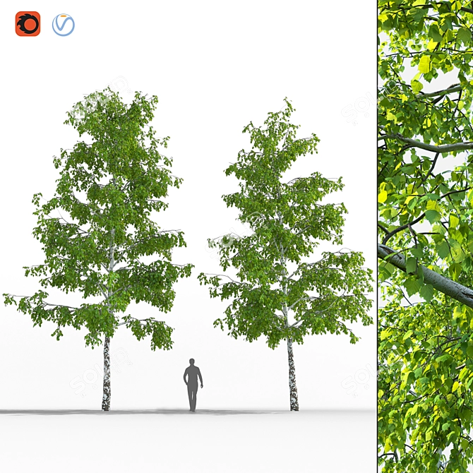 Realistic Birch Trees: Detailed 3D Models 3D model image 6