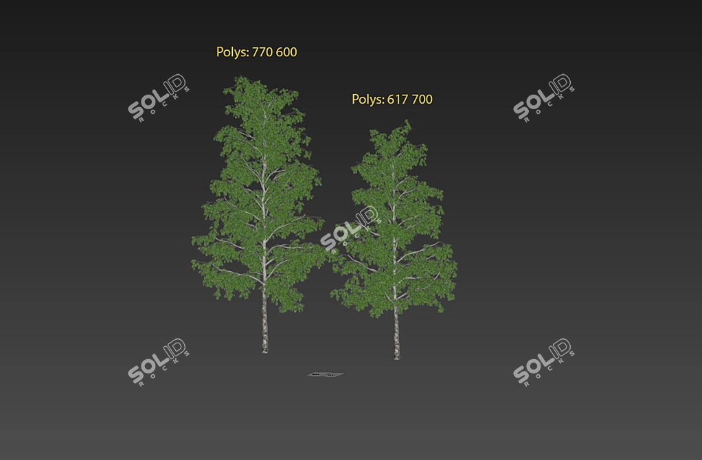 Realistic Birch Trees: Detailed 3D Models 3D model image 8