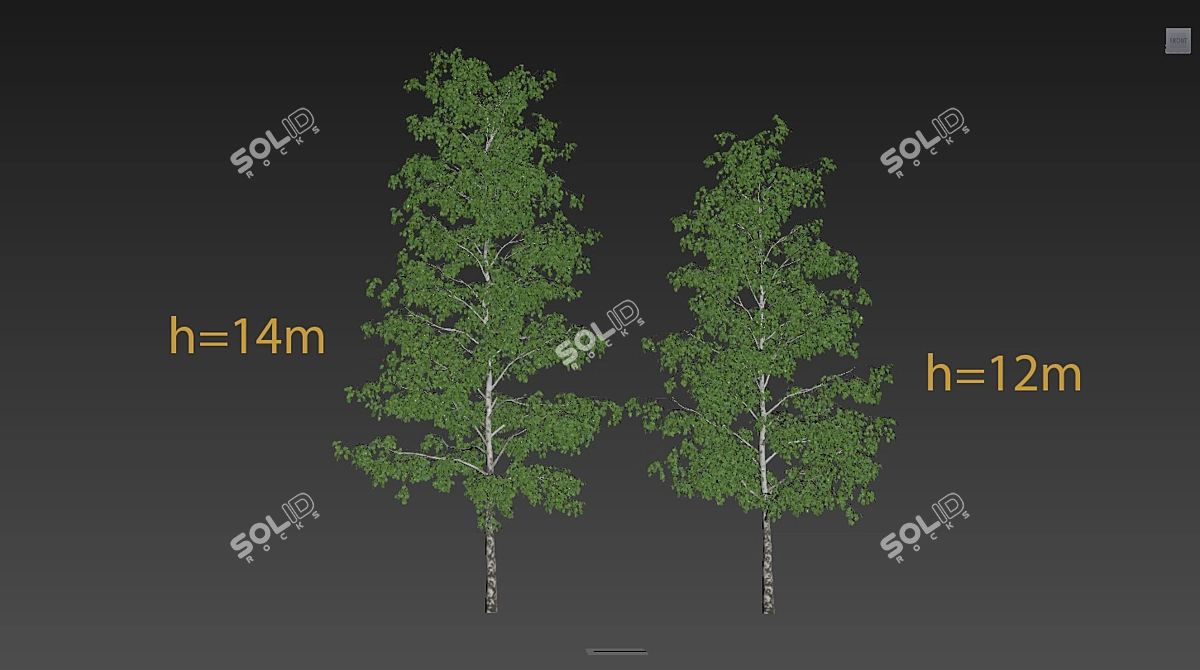 Realistic Birch Trees: Detailed 3D Models 3D model image 9