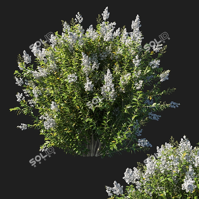 Majestic Myrtle Bush: Realistic 3D Model 3D model image 1