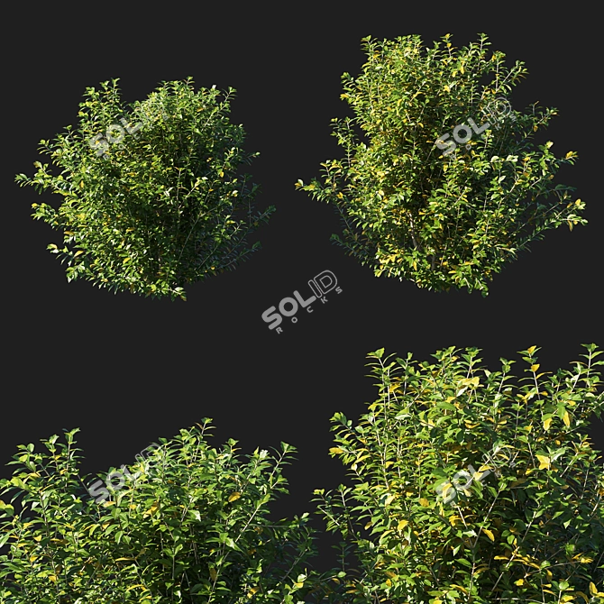 Artificial Myrtle Bush - Lifelike Botanical Decor 3D model image 1