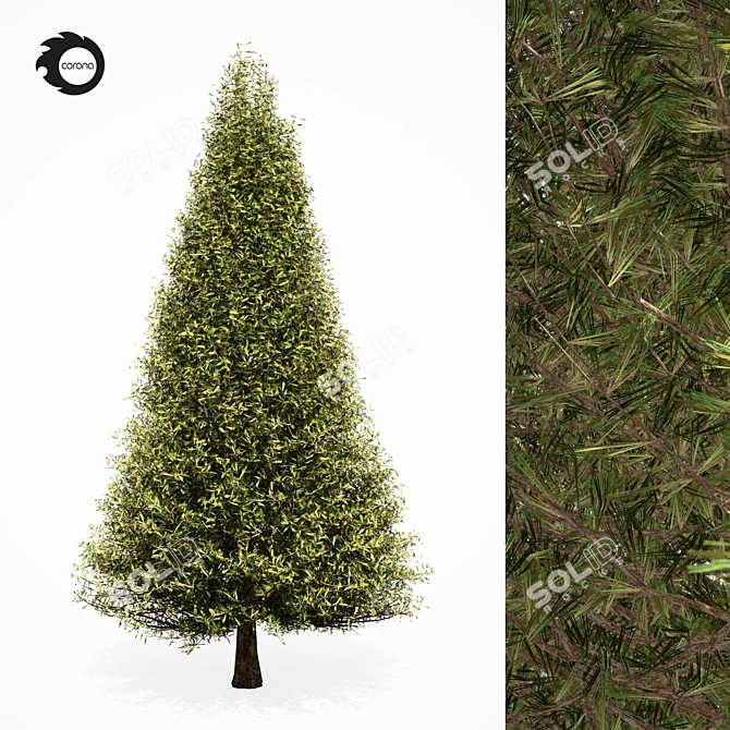 Realistic Pine Tree 6S 3D model image 1