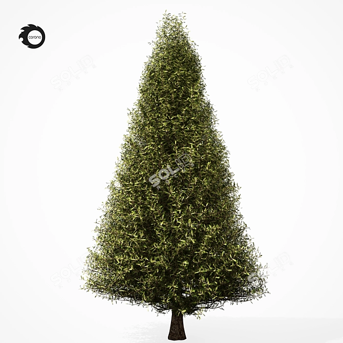 Realistic Pine Tree 6S 3D model image 3