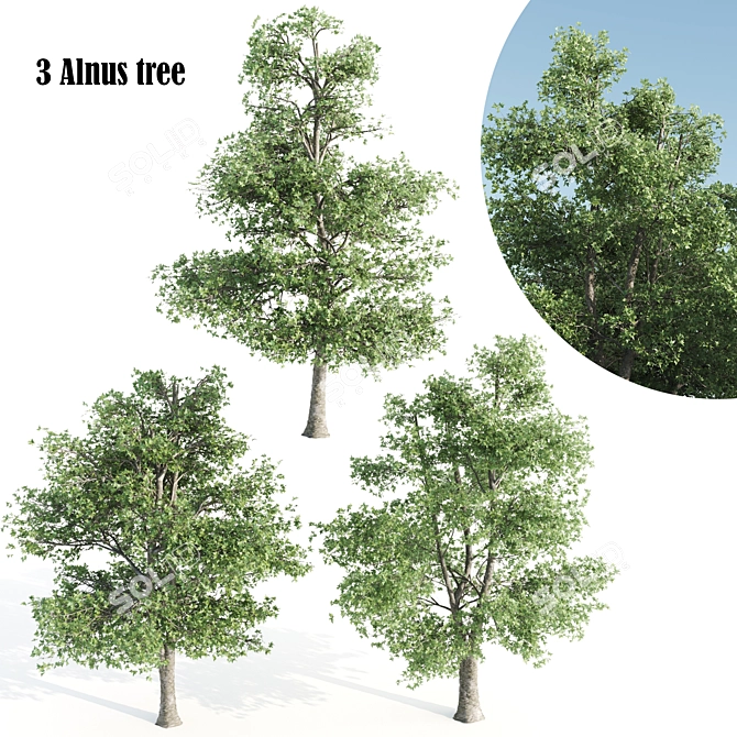 3 Alnus Trees 3D model image 1