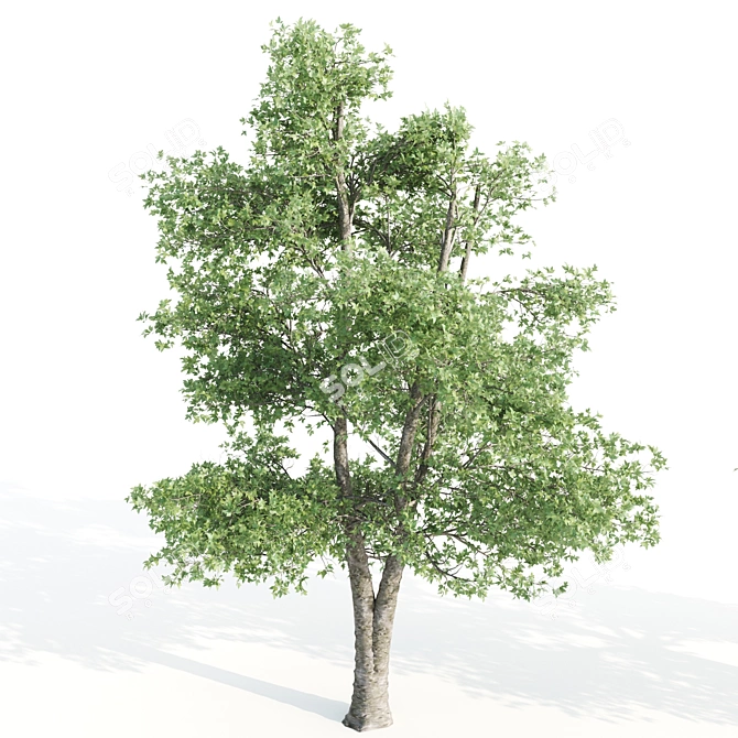 3 Alnus Trees 3D model image 4