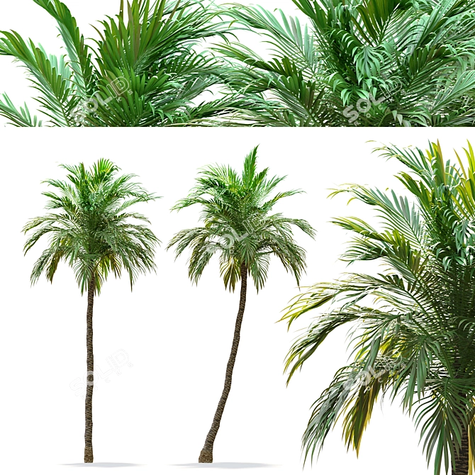 Tropical Twin Palm Trees 3D model image 1