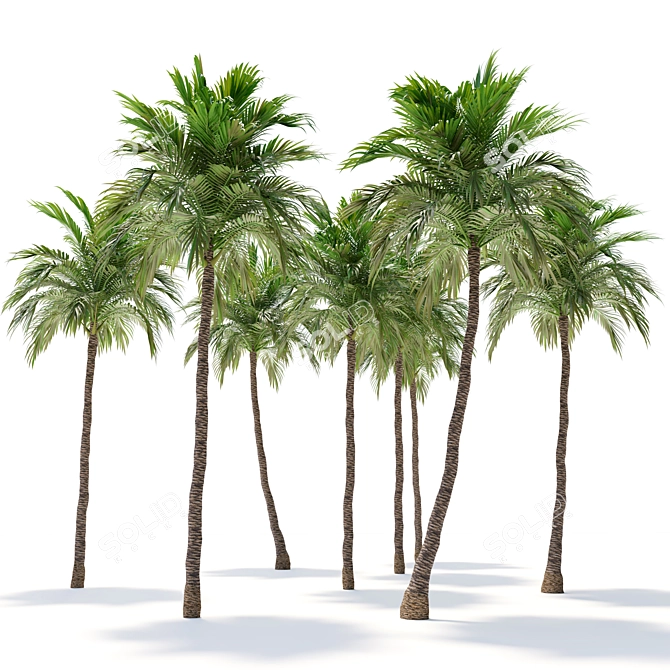 Tropical Twin Palm Trees 3D model image 2