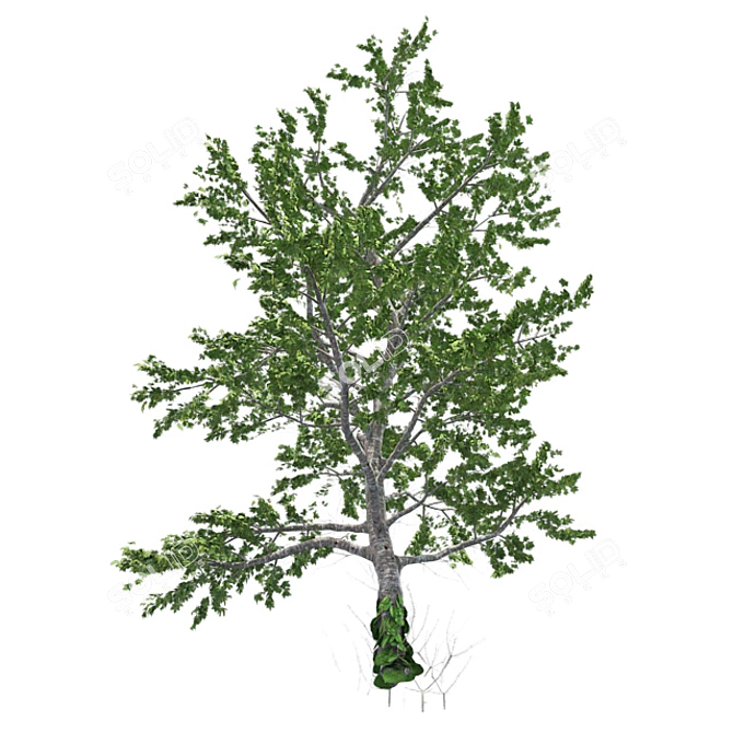 Plitvice Natural Maple Tree 3D model image 2