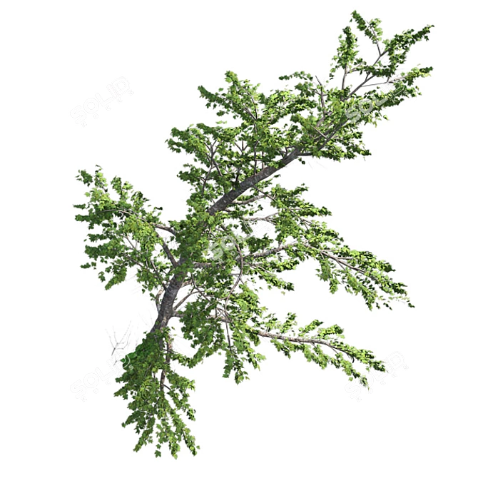 Plitvice Natural Maple Tree 3D model image 3