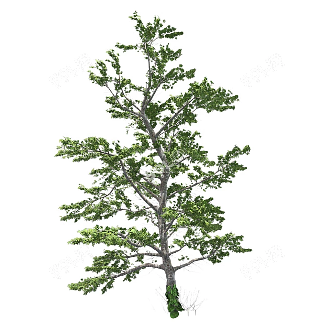 Plitvice Natural Maple Tree 3D model image 4