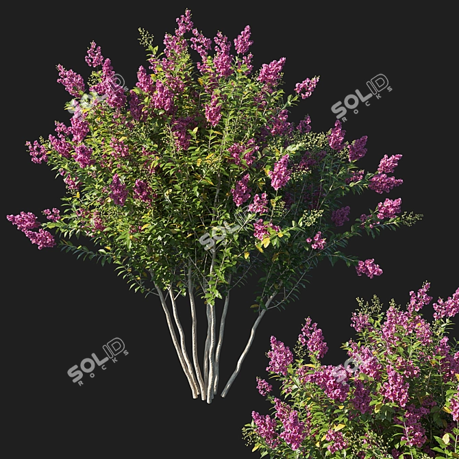 Pink Myrtle Bush: Vibrant Flowering Beauty 3D model image 1