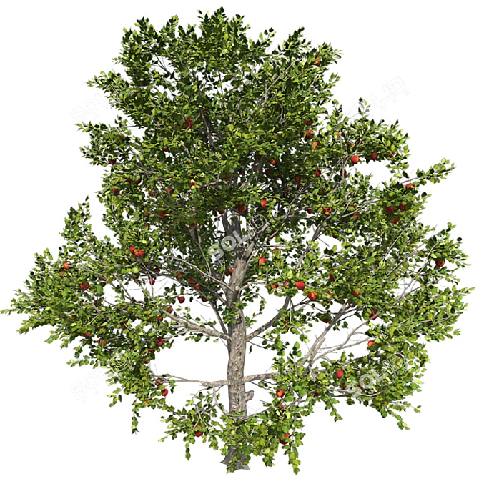 Optimized Red Apple Tree 3D model image 3