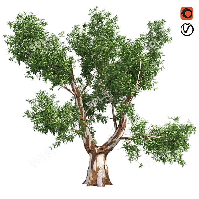 Optimized Red Gum Tree - Realistic, High-Quality Model 3D model image 1