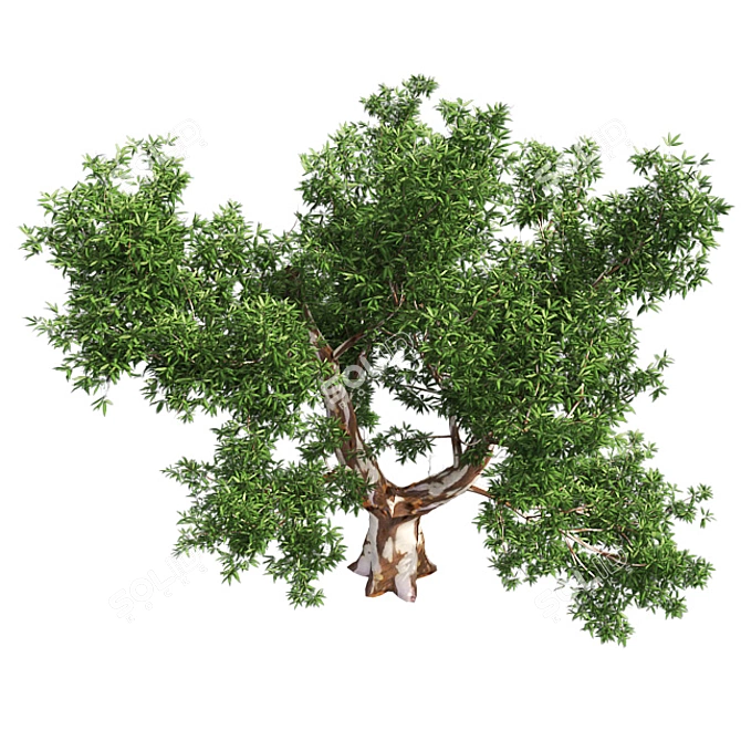 Optimized Red Gum Tree - Realistic, High-Quality Model 3D model image 2