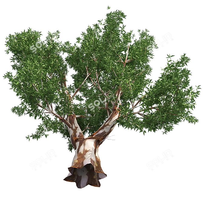 Optimized Red Gum Tree - Realistic, High-Quality Model 3D model image 3