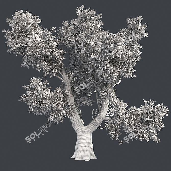 Optimized Red Gum Tree - Realistic, High-Quality Model 3D model image 5
