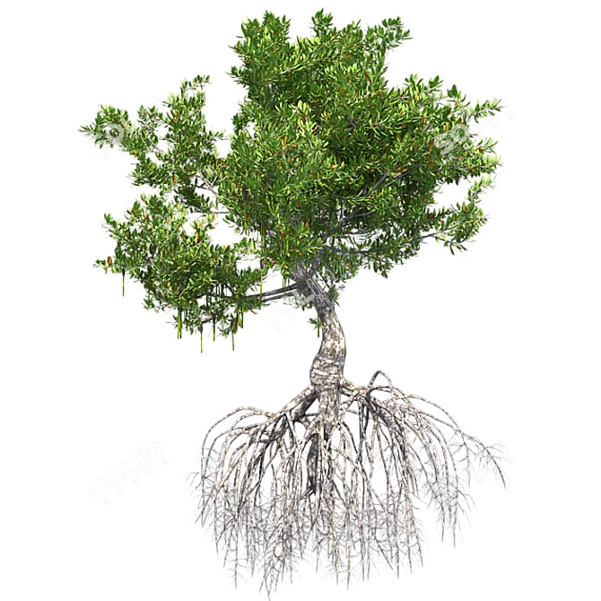 Title: Crimson Oasis Mangrove 3D model image 2