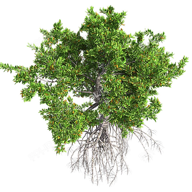 Title: Crimson Oasis Mangrove 3D model image 3