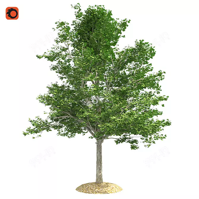 Vibrant Red Maple Tree Crown 3D model image 1