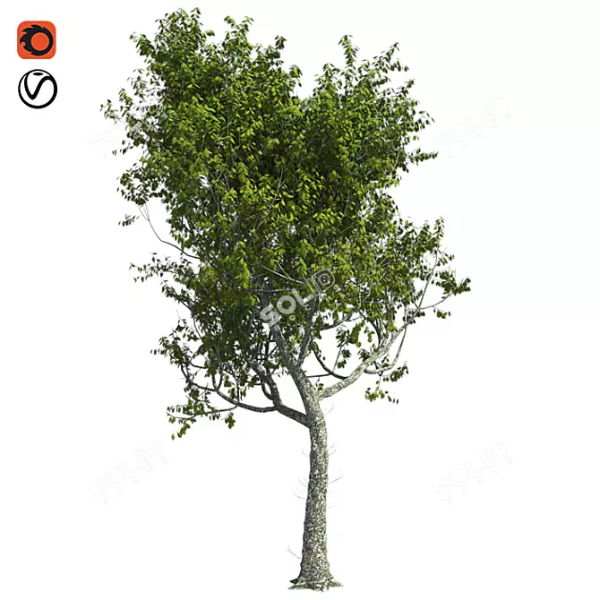 Premium Red Oak Tree 3D model image 1