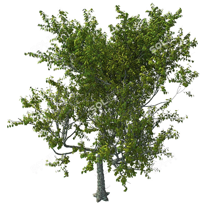 Premium Red Oak Tree 3D model image 2