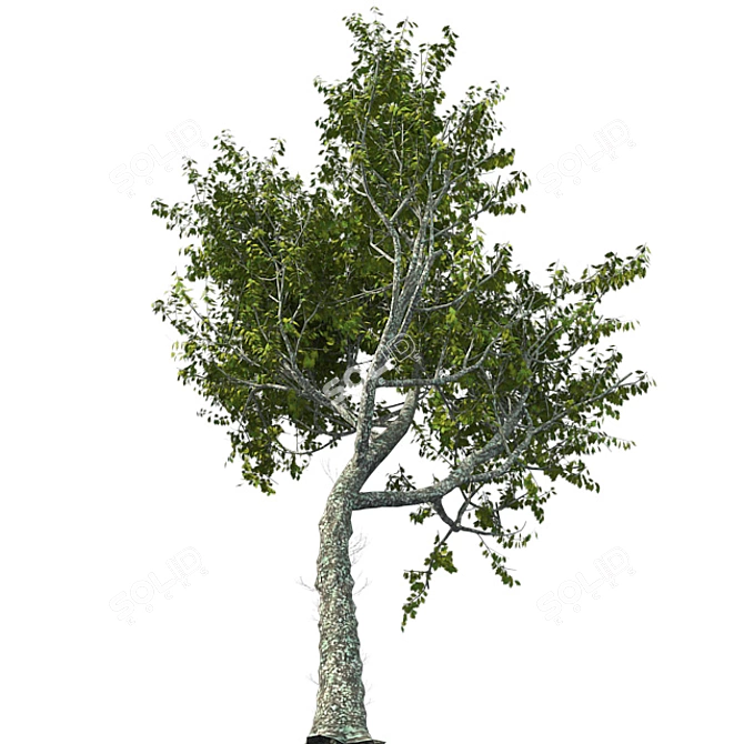 Premium Red Oak Tree 3D model image 3