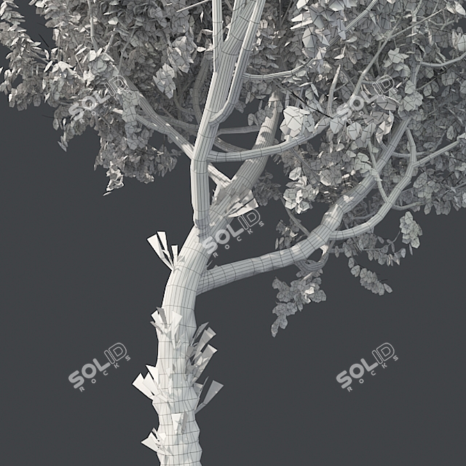 Premium Red Oak Tree 3D model image 5