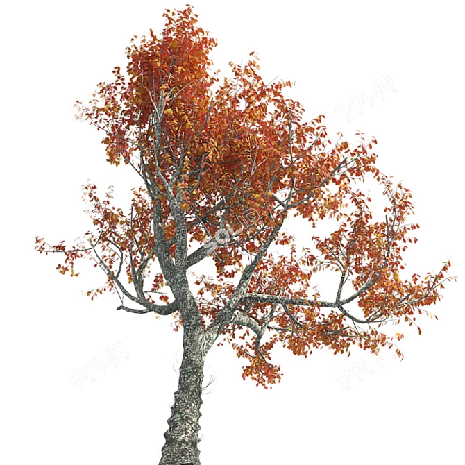 Autumn Oak Tree - Realistic 3D Model 3D model image 2