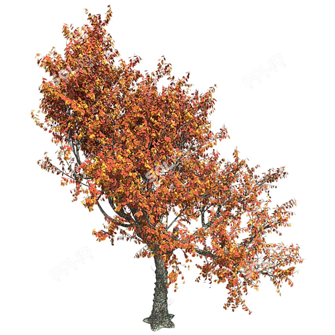 Autumn Oak Tree - Realistic 3D Model 3D model image 3