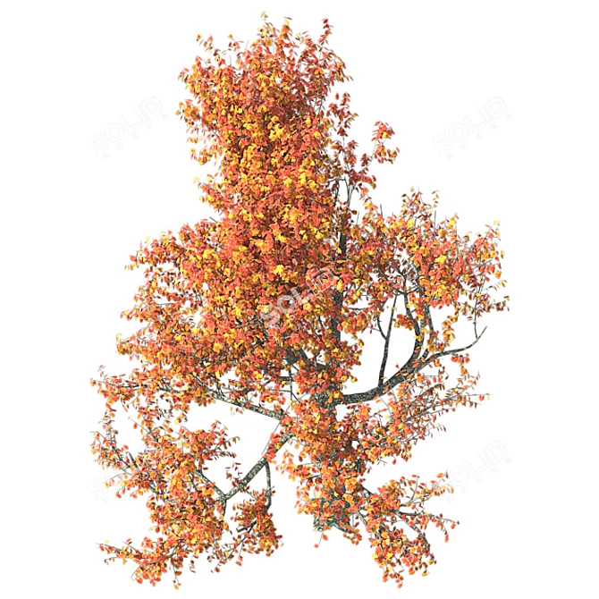 Autumn Oak Tree - Realistic 3D Model 3D model image 4