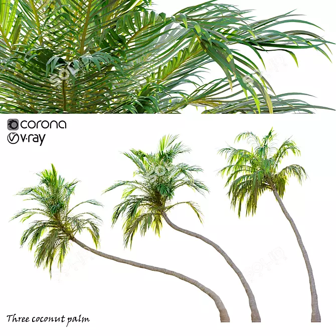 Trio of Majestic Coconut Palms 3D model image 1