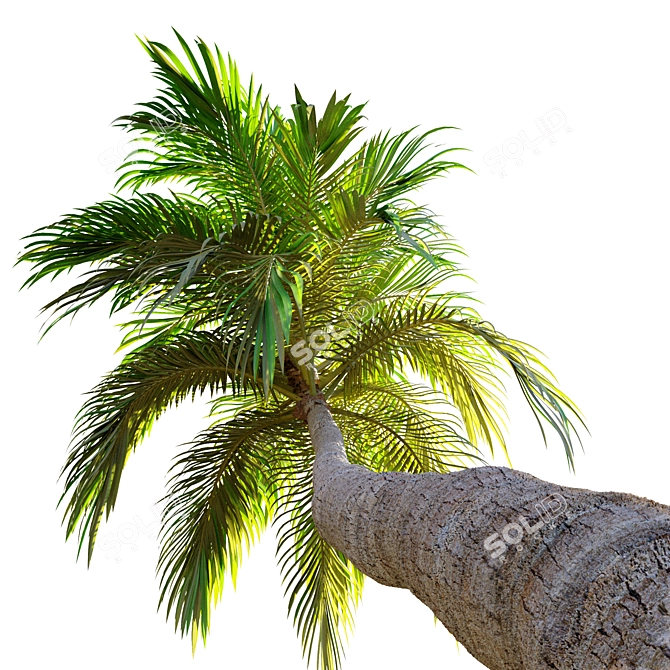 Trio of Majestic Coconut Palms 3D model image 2