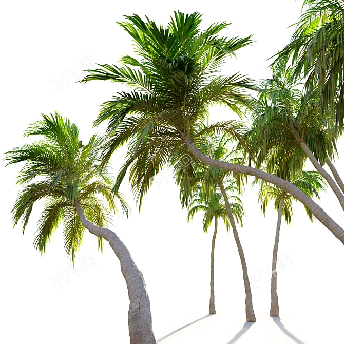 Trio of Majestic Coconut Palms 3D model image 3