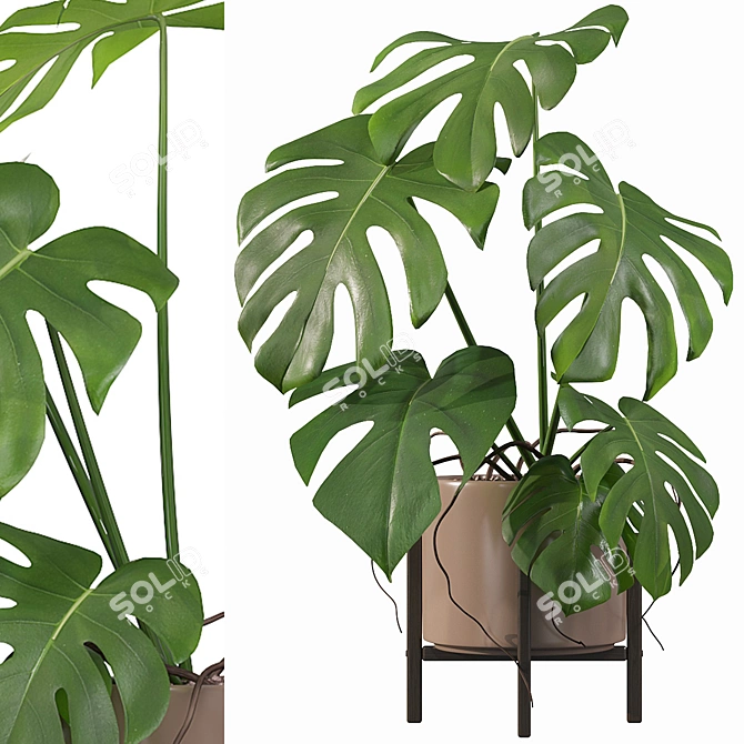 Tropical Monster Leaf Plants 3D model image 4