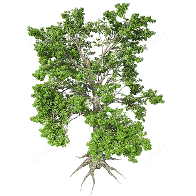 Lush Sassafras Tree - 4K Texture 3D model image 3